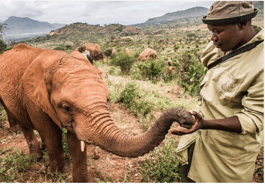 whiteGREY is developing a progressive web app for Sheldrick Wildlife Trust in Kenya, which operates the most successful elephant rescue.